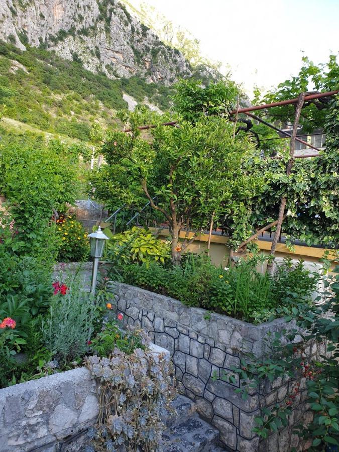 Apartment Jelena Kotor Extérieur photo