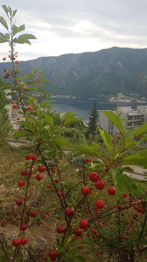 Apartment Jelena Kotor Extérieur photo